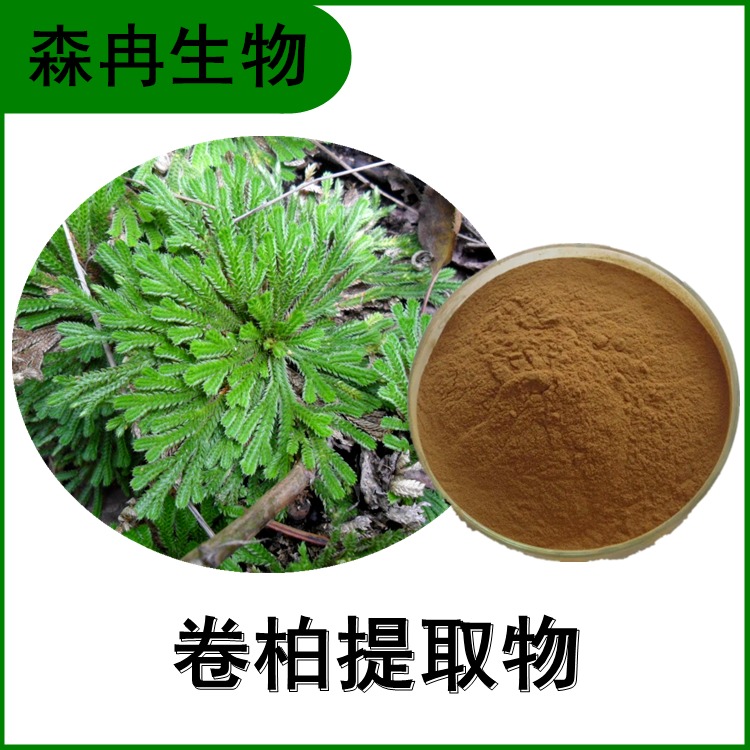 卷柏提取物 海魂草濃縮粉 回陽(yáng)草浸膏粉 比例提取 1公斤.