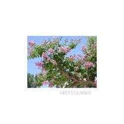 長(zhǎng)沙市植物提取物批發(fā) 植物提取物供應(yīng) 植物提取物廠家 