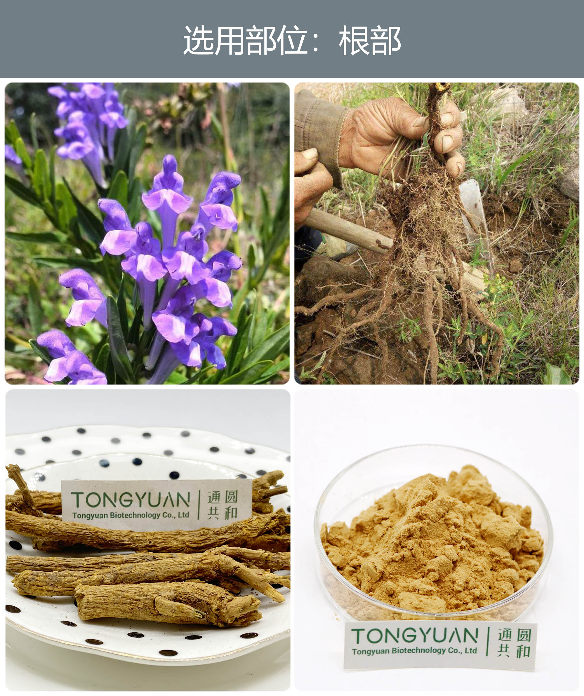 黃芩提取物 優(yōu)質植物提取物引領健康食品新風尚